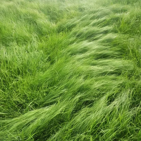 <lora:SDXL_Grass_texture_Sa_May:1> grass breeze