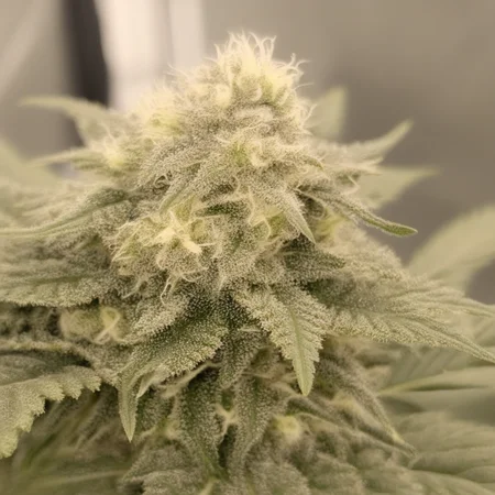 herbaceous growth, dense vegetation, aromatic profile, natural lighting, subtle shadowing, pristine leaf symmetry; lush green surroundings, sunlight dappling through branches, fine leaf veins, dense foliage backdrop. A detailed close-up of healthy cannabis buds, coated with glistening trichomes and showing detailed stem and leaf structure. The sunlight softly illuminates the lush, vibrant greenery, enhancing the natural tones and chlorophyll concentration. The scene has a gentle morning mist in the background with botanical depth, showcasing a balanced, organic harmony in the plant’s natural habitat.