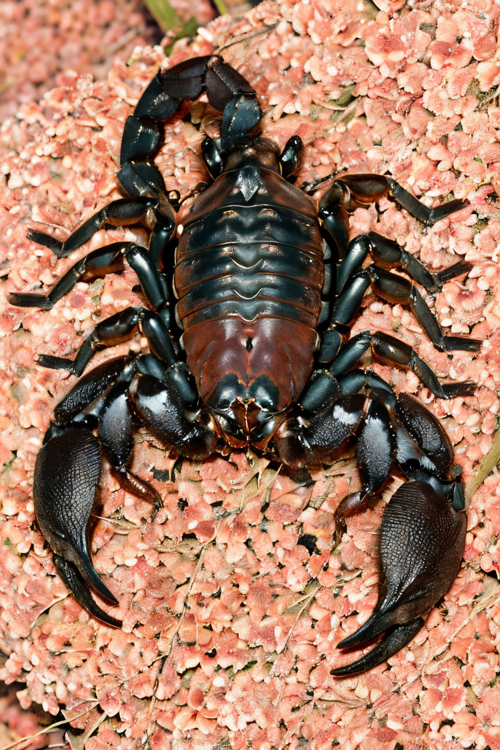 (Realistic:1.5) EdobScorpion, shadow, sharp teeth, extra arms, painting (medium), traditional media, 1boy, closed eyes, cherry blossoms, sleeping, tentacles, <lora:EdobScorpionPhotoReal_v1.0:0.8>