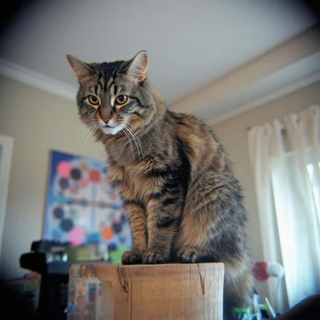 Shot with a Holga camera, a fluffy, medium-sized cat named Allie with a mottled coat featuring dark brown and black tabby stripes perched on a wooden post