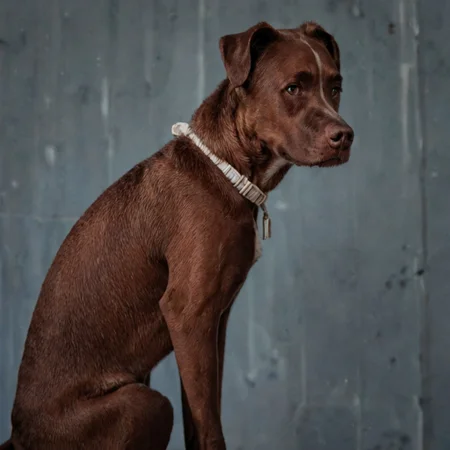 score_9, score_8_up, score_7_up, source_anime, solo, brown dog, C00p3rD0gg0, sitting, from side, looking at viewer,