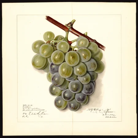 illustrative drawing of a ANATOMY OF A GRAPE, half,  pomological watercolor <lora:PomologicalConfig4DebWITHTE4RP:1>