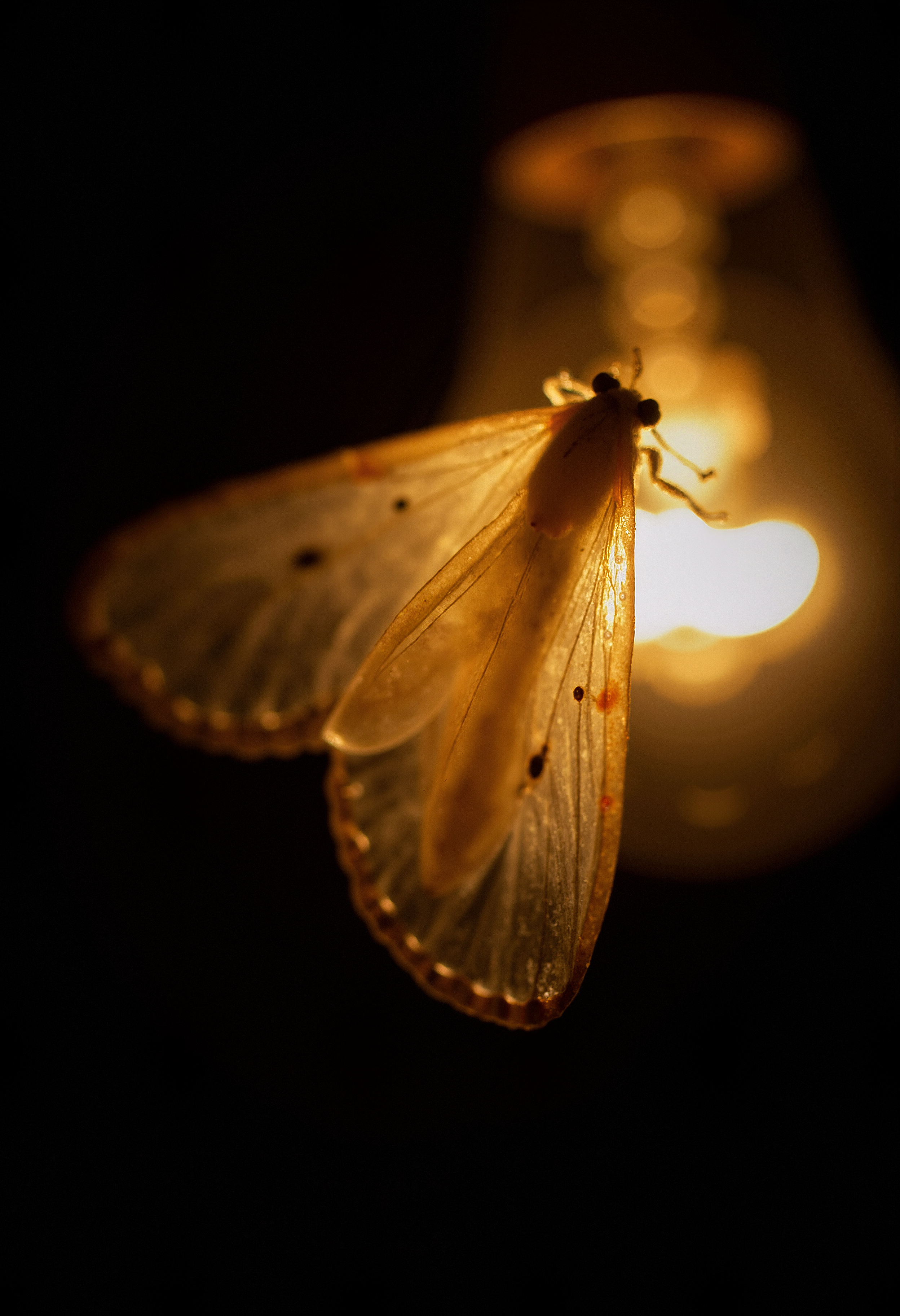 A close-up, macro shot of a glowing incandescent light bulb in the dark. A delicate, ethereal moth with translucent wings is gently fluttering near the bulb, its wings casting faint shadows. The light from the bulb is warm and golden, creating a soft glow that contrasts with the deep darkness surrounding it. The details of the moth's wings are intricate, with tiny veins and patterns visible. The atmosphere is intimate and serene, with a sense of fragile beauty.  <lora:FluxDFaeTasticDetails:0.8> <lora:aidmaImageUpgrader-FLUX-V0.1:0.33> detailmaximizer,
