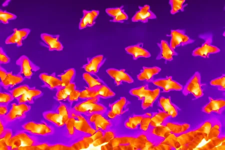 bees, thermalvision <lora:thermalvision_v0.0.3:1.05>