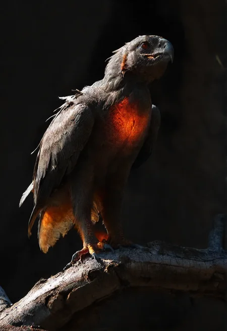dragon, rough and rugged texture, standing on a fallen tree, shiny scales, realism, covered in fiery feathers, menacing, dark, composition, shadows, (skeletal:0.5), <lora:- SDXL - vanta-black_contrast_V3.0:0.8>, <lora:- SDXL - dragon_demon_variation_V1.0:0.6>, <lora:sss:0.8>