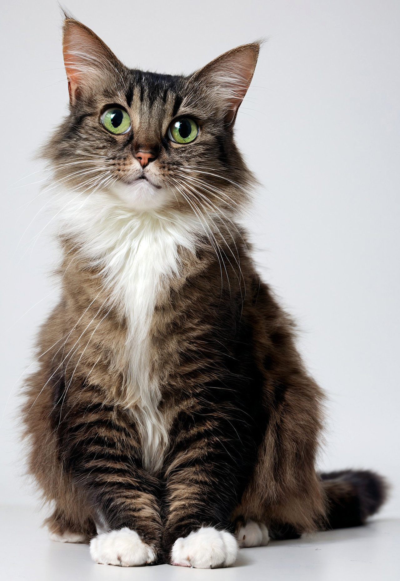 score_9, score_8_up, score_7_up, realistic, photo, 1cat, solo, cute, sitting on a cloud in the sky, (((molly:1.2))), cat ears, long cat tail, sitting on floor, looking up at viewer, big eyes, green eyes, perfect paws, meowing, ((simple white background)), studio lighting, hyperdetailed, sharp details, highly detailed, high quality, ((highly detailed fur, groomed fur)), masterpiece