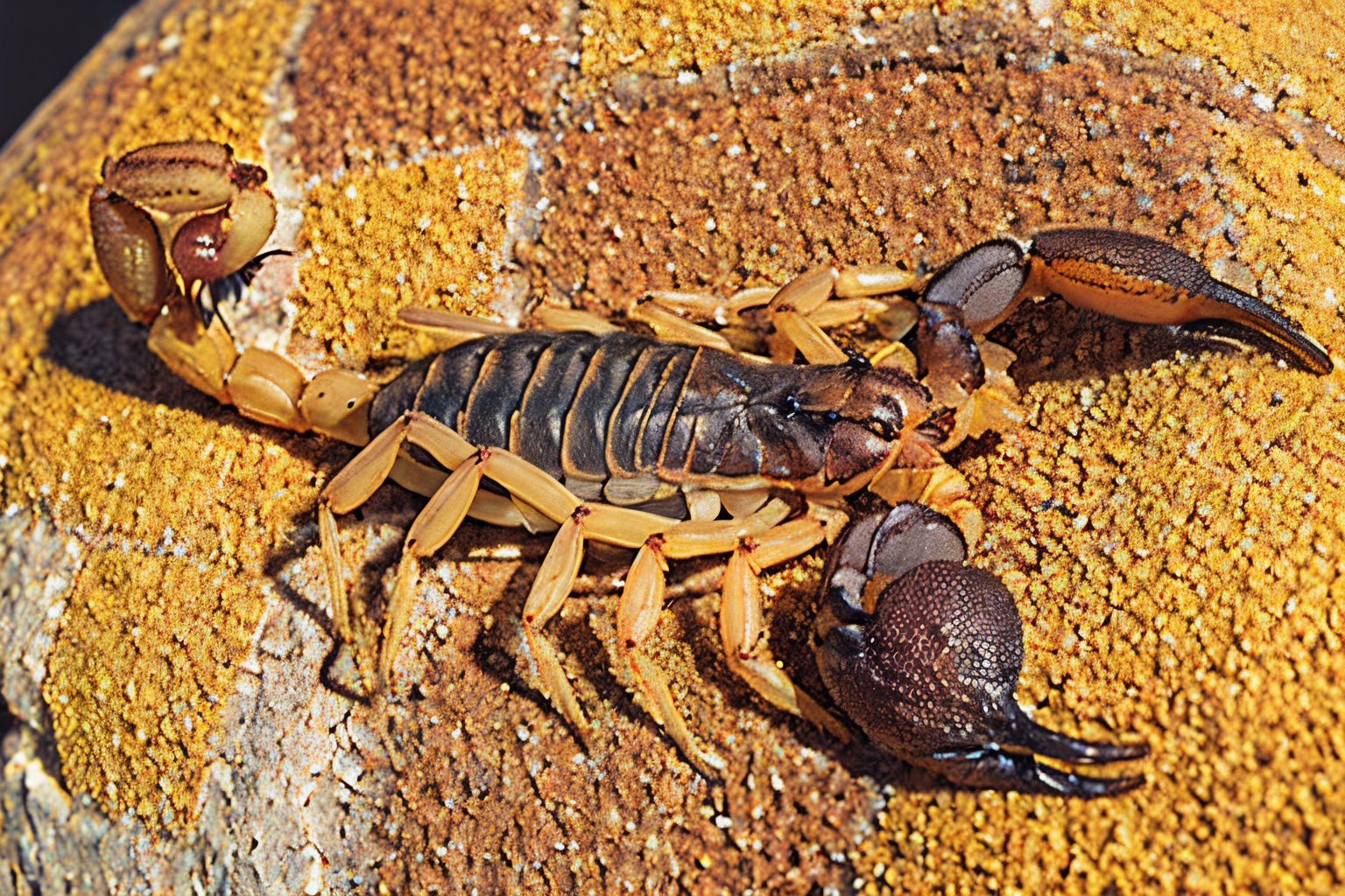 (Realistic:1.5) EdobScorpion, oversized animal, from above, blue eyes, scenery, purple theme, mecha, mushroom, yellow theme, brown theme, solo, <lora:EdobScorpionPhotoReal_v1.0:0.8>
