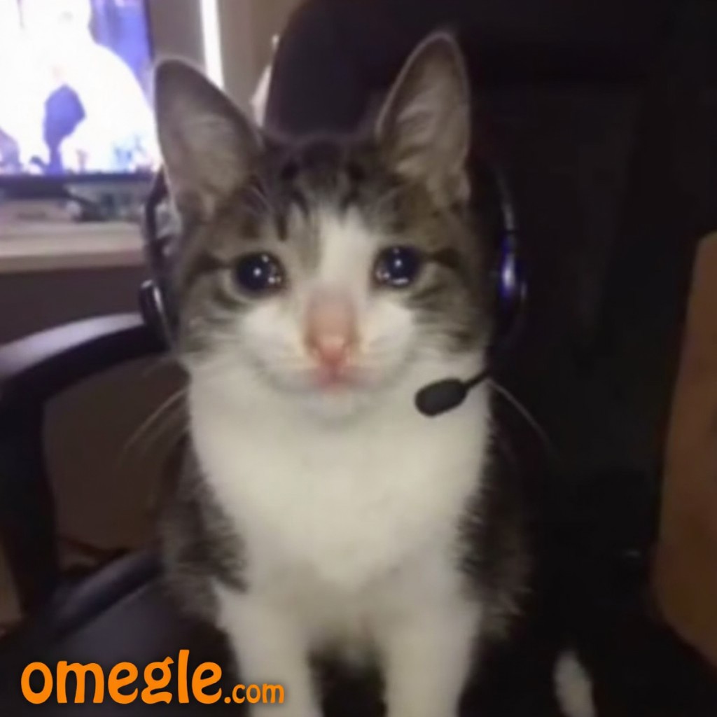 An omegle.com webcam of crying cat, wearing rgb headset sitting on a gaming chair