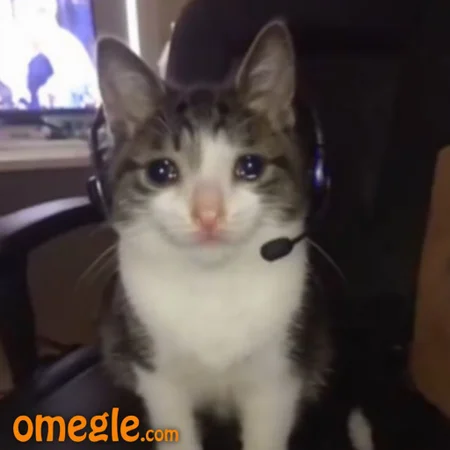 An omegle.com webcam of crying cat, wearing rgb headset sitting on a gaming chair