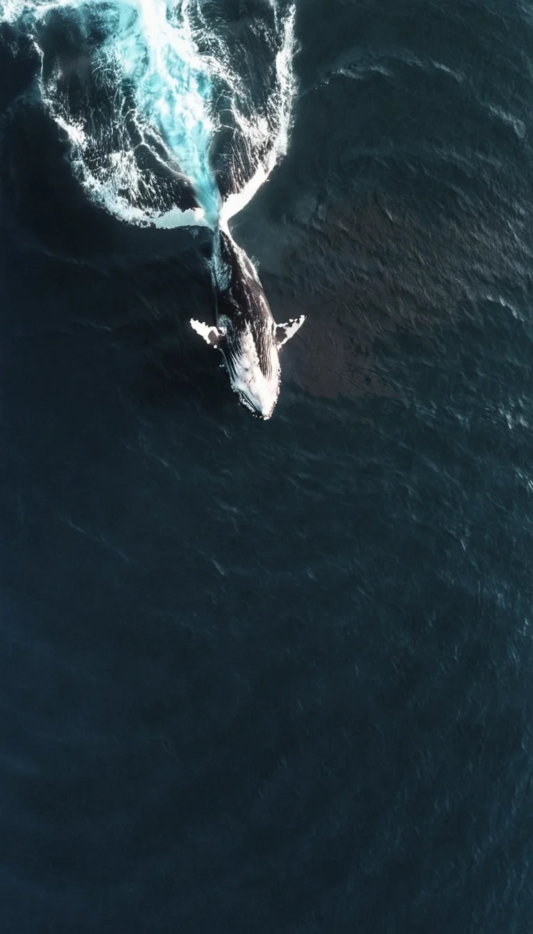 whale in ocean <lora:DD-above-v1:1> above