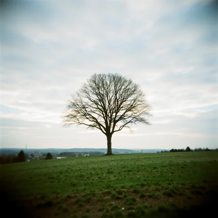 Shot with a Holga camera, a single tree in an open field