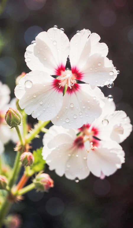 simple white pink geranium flowers in drops of water, macro, closeup, selective focus. Dramatic unusual scene. Beauty world. Retro filter and vintage style. Instagram toning effect, breathtaking photograph, lensflare and bokeh effects, heavy film grain, shot on kodachrome with post-processing artifacts, reflecting particle effects, slight double exposure