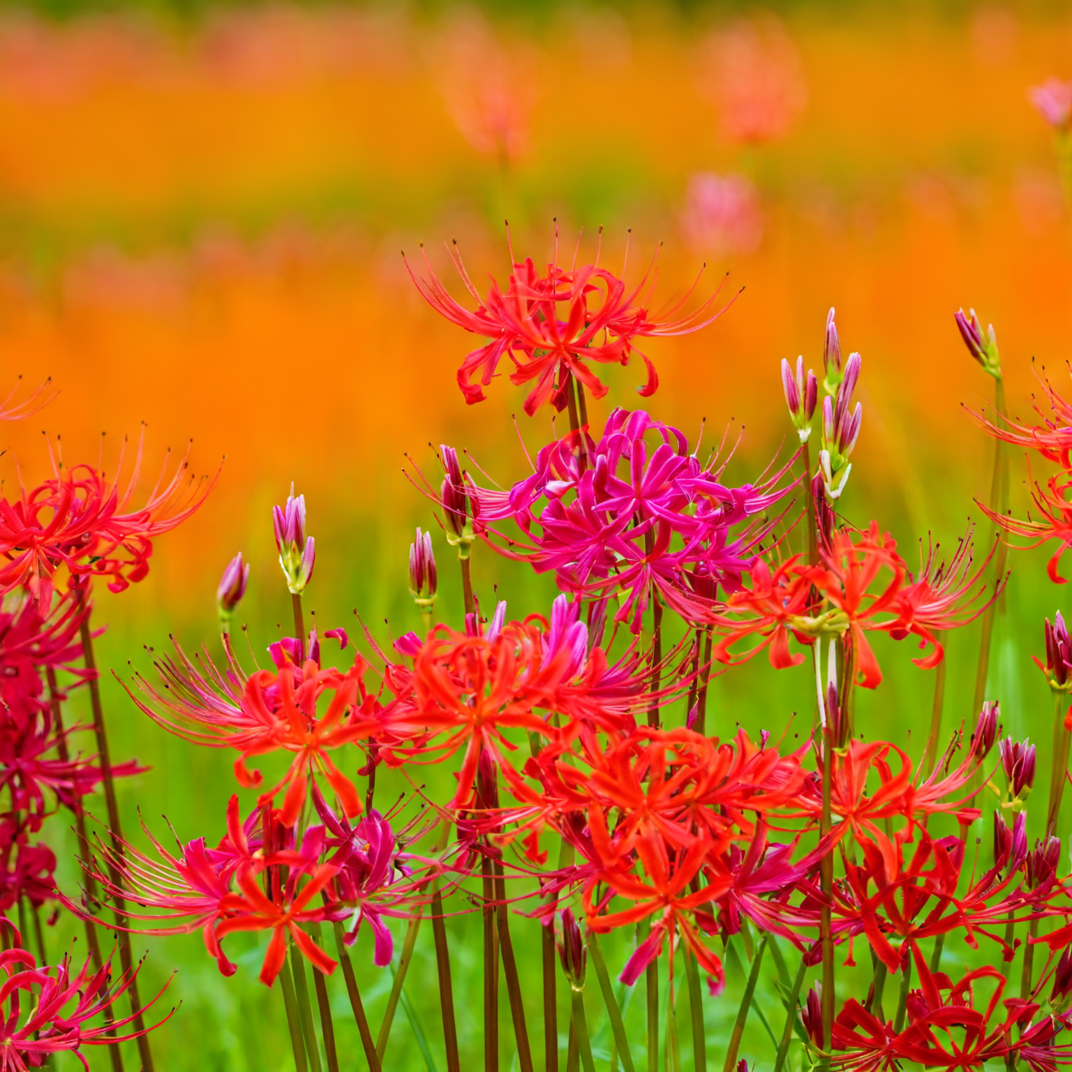 8k, UHD, beautiful background, no humans, grasslands, Higanbana are blooming all over, flower, bloom <lora:higanbanaXL:1>