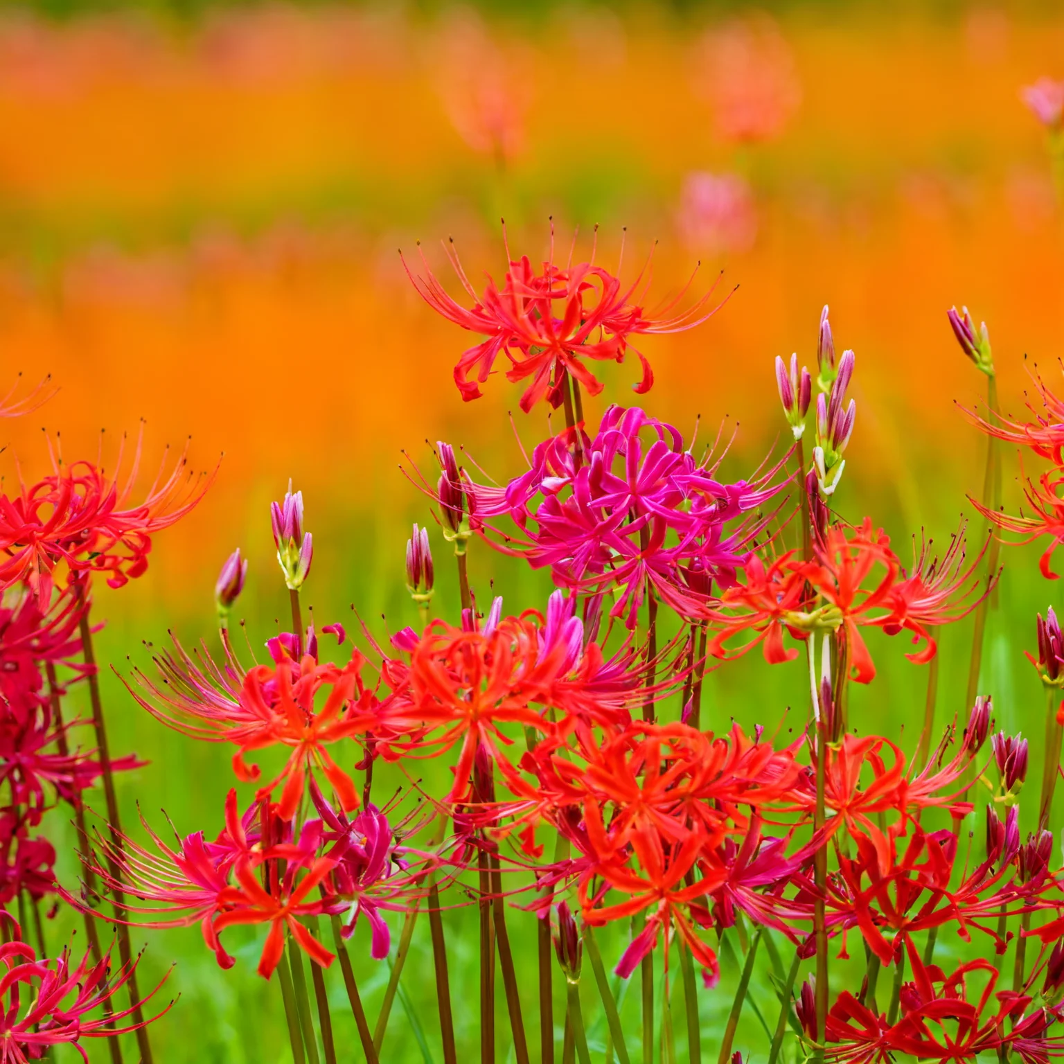 8k, UHD, beautiful background, no humans, grasslands, Higanbana are blooming all over, flower, bloom <lora:higanbanaXL:1>