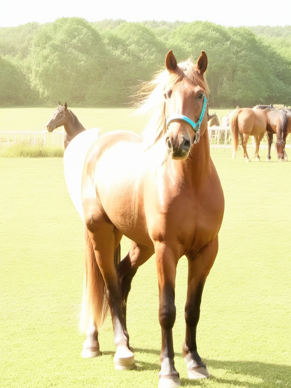 overexposure, horse,  <lora:è¿åº¦æåT1:0.8>
