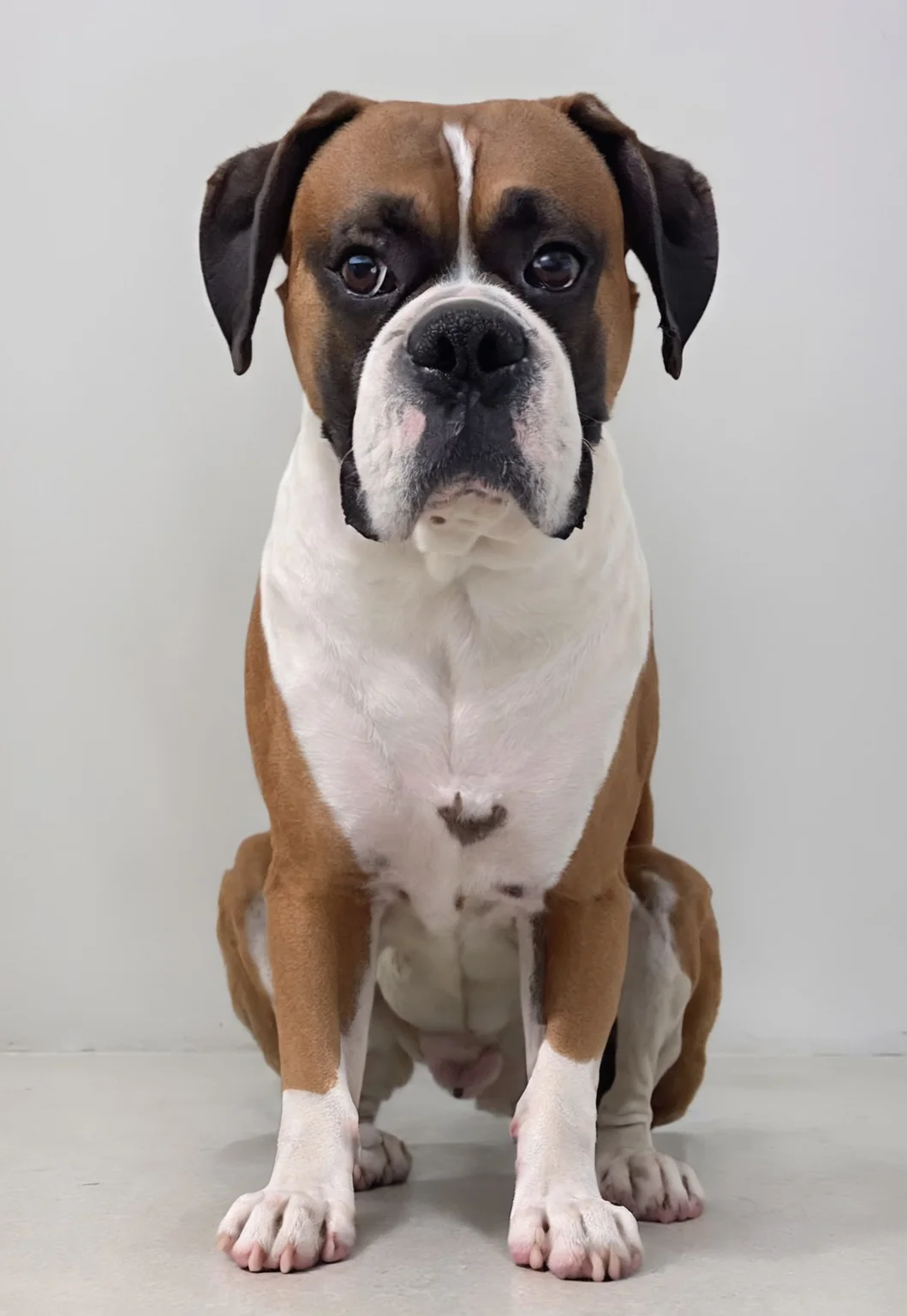 score_9, score_8_up, score_7_up, score_6_up, realistic, photo, 1dog, mack, dog, sad eyes, sitting on floor, looking up at viewer, big eyes, perfect paws, groomed fur, healthy fur, 4n1v3rs3, (white background:1.2), dynamic pose, cute, (multiple views:1.2), (full body, front view, side view, from behind:1.3), 