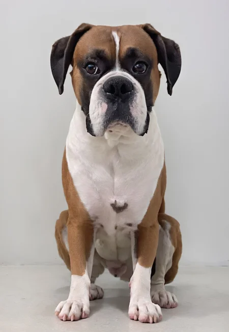 score_9, score_8_up, score_7_up, score_6_up, realistic, photo, 1dog, mack, dog, sad eyes, sitting on floor, looking up at viewer, big eyes, perfect paws, groomed fur, healthy fur, 4n1v3rs3, (white background:1.2), dynamic pose, cute, (multiple views:1.2), (full body, front view, side view, from behind:1.3),