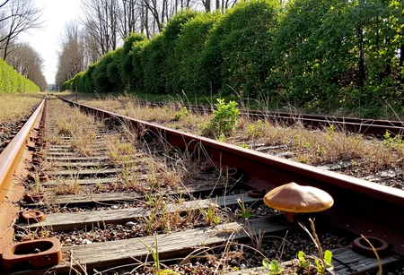 Low-resolution photo, shot on a mobile phone, slight graininess and minor jpeg artifacts present. The image captures an abandoned railway track overrun by vegetation, evoking a sense of decay and nature reclaiming industrial spaces. The wooden sleepers and rusty metal rails are partially obscured by dry, overgrown weeds, creating a textured foreground. In the background, dense green bushes and trees with sparse, leafless branches suggest late autumn or early winter. Sunlight filters through the foliage, casting dappled light and shadows across the scene. The composition runs diagonally from bottom left to top right, guiding the viewer's eye along the desolate tracks and into the surrounding wilderness. Earthy tones of brown and green dominate the color palette, enhancing the natural, untamed ambiance of the setting. The overall effect is calm and somewhat melancholic, hinting at past usage and isolation. Mushrooms and small plants thrive in the spaces between the railway ties., 