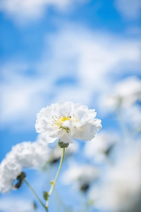 sky, blurry, blue sky, flower, day, depth of field<lora:nature sdxl:0.8>
