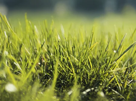 <lora:Aesthetics_Enhancer_XL:0.8>,masterpiece,absurd resolution,8k,
EnhanceImage,selective focus, no humans, scenery, grass, outdoors, plant focus, nature backround,depth of field