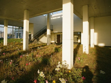 8n8log, Office interior with a field of wildflowers, white pillars casting long shadows across the blooming plants, ceiling with square panels and recessed lighting, dominant earthy tones, escalator in background ascending to a bright area, natural light streaming through skylights, serene and unexpected blend of architecture and nature, overexposed in patches. film photography aesthetic, film grain effect prominent throughout image, high contrast lighting creating dramatic shadows, grainy film-like texture