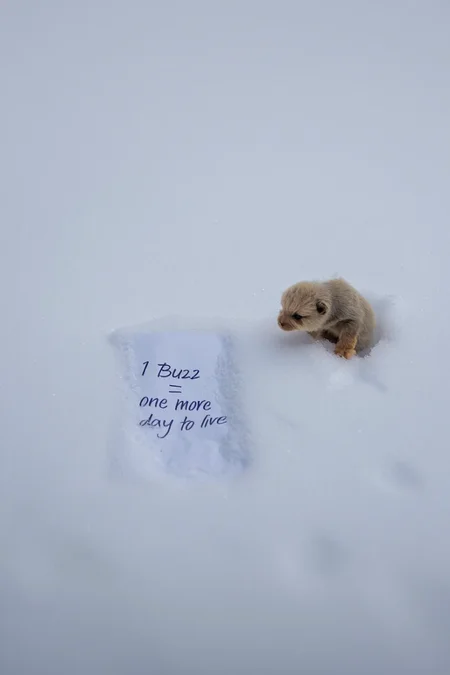 A tiny, animal cub in fresh snow — beside the imprint lies a crumpled, wet piece of paper that reads '1 Buzz = one more day to live' — macro focus on delicate tears frozen in the snow with no visible source, under a heavy grey sky — absolute stillness, as if the world moved on without noticing — photorealistic, profoundly symbolic, heartbreakingly quiet, beauty in absence, evoking the pain of being unseen.