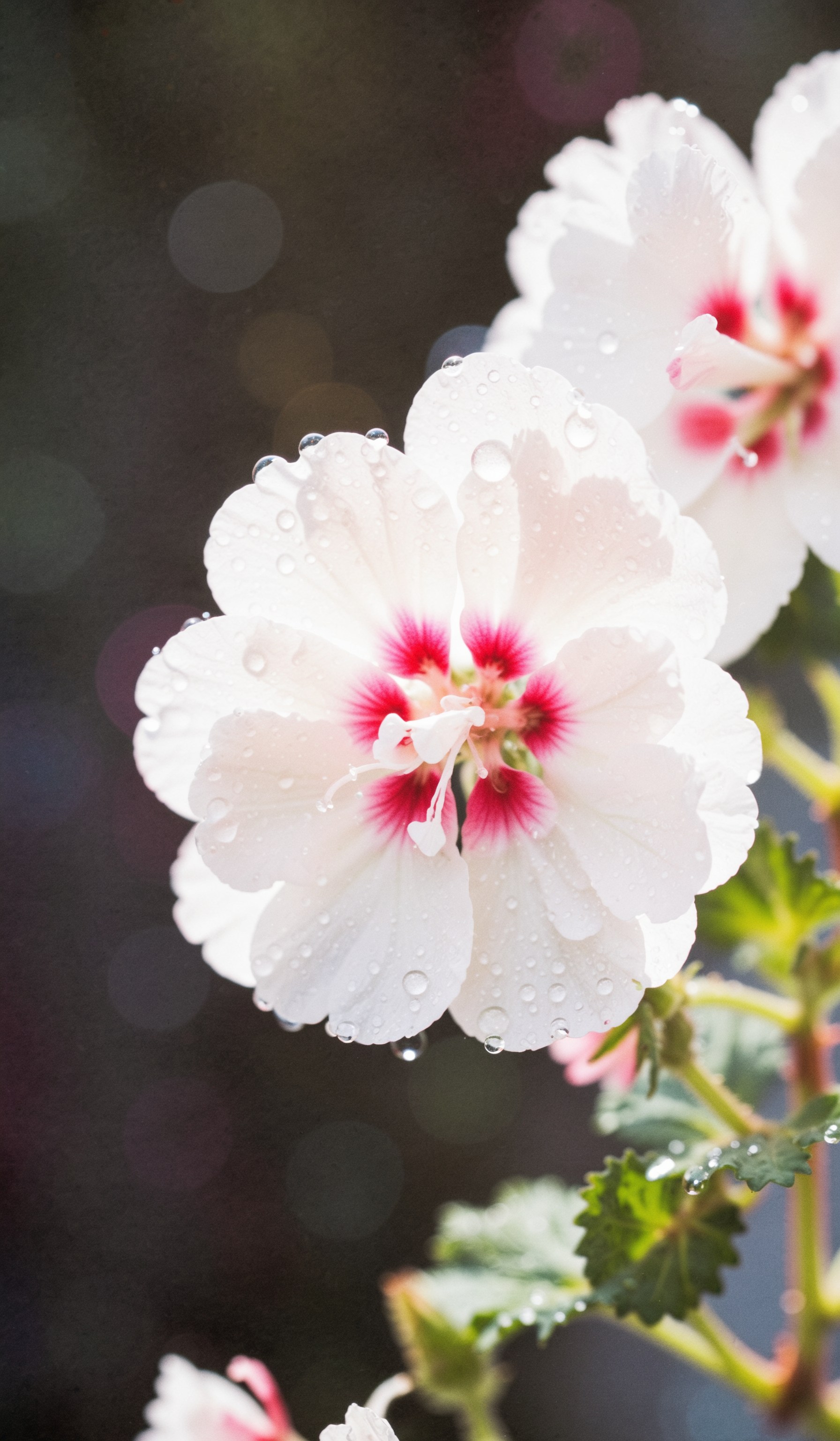 simple white pink geranium flowers in drops of water, macro, closeup, selective focus. Dramatic unusual scene. Beauty world. Retro filter and vintage style. Instagram toning effect, breathtaking photograph, lensflare and bokeh effects, heavy film grain, shot on kodachrome with post-processing artifacts, reflecting particle effects, slight double exposure