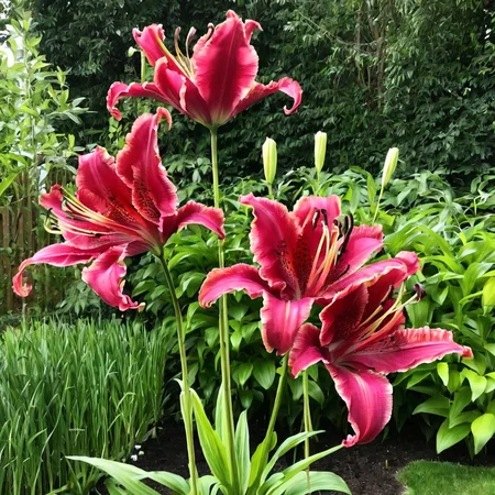 lilium with stem ingrid-elias-style in a garden <lora:ingrid_elias_style_v2:.7>