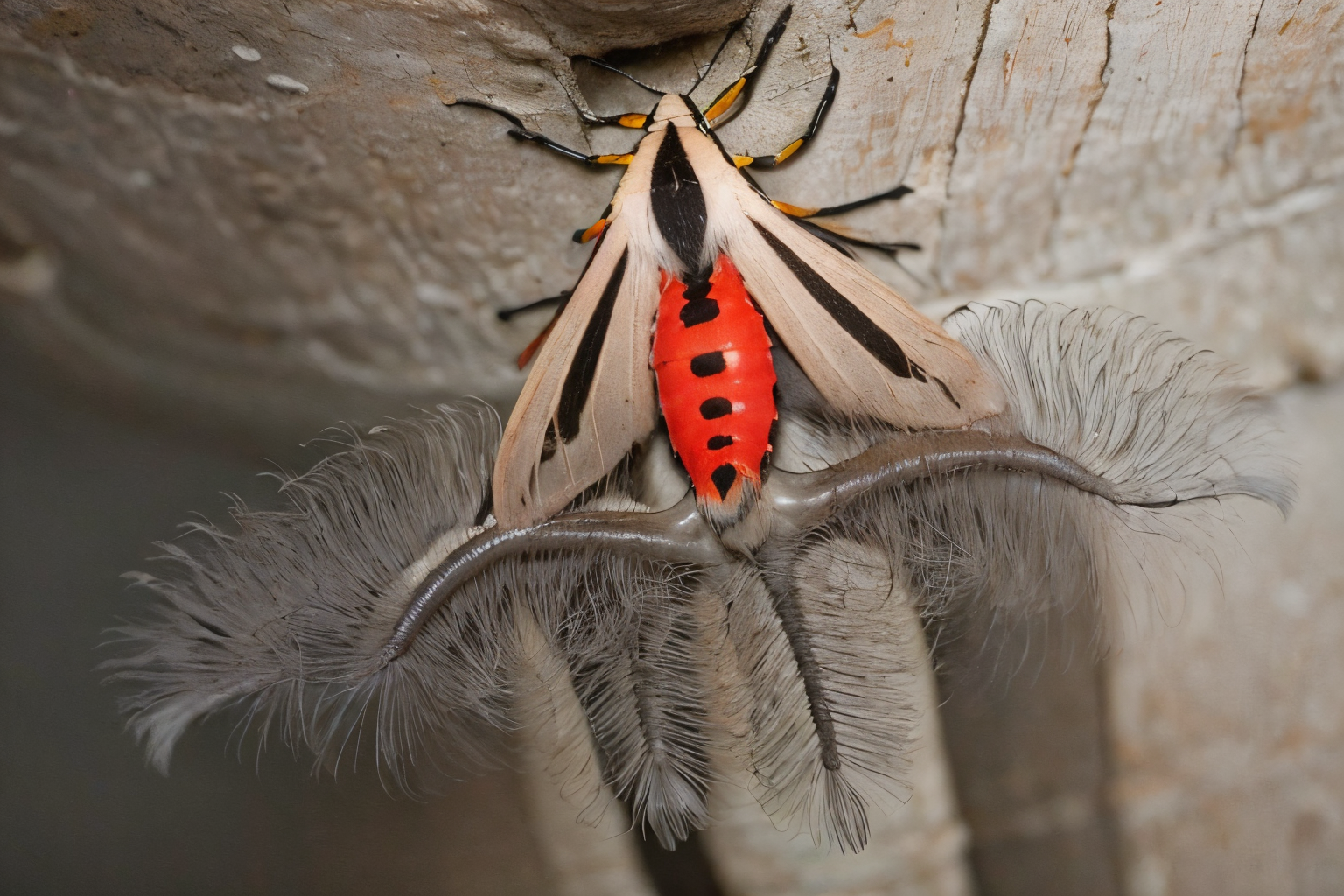 (masterpiece, best quality:1.2), ultra-detailed, (forest:1.5)  EdobCreatonotosGangis moth, (realistic:1.5),  <lora:EdobCreatonotosGangis_v1.2:0.8>