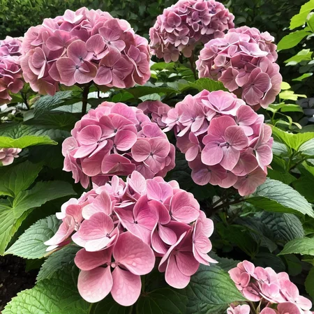hydrangea bush ingrid-elias-style in a garden <lora:ingrid_elias_style_v2:.7>