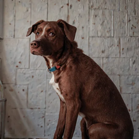 score_9, score_8_up, score_7_up, source_anime, solo, brown dog, C00p3rD0gg0, sitting, from side, looking at viewer,