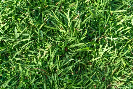 grass