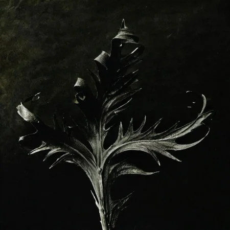 ASCIIPlant on a dark background, photography K4RL style