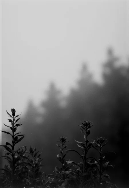 KB_AgfaCA20_FLUX, instagram photo a foggy mountain, lord of the ring-style,  film grain, soft shadow