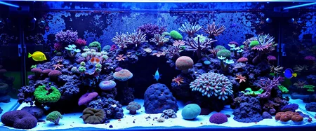 Create a saltwater reef tank, showcasing a diverse array of corals in various colors, including bright greens, purples, and blues. Include several species of fish, such as a yellow tang, blue tang, wrasse, and clownfish, swimming among the corals and zoanthids. The background should feature a textured wall with hints of algae and marine growth, adding depth to the scene. Use soft, shimmering blue lighting to enhance the colors of the corals and fish, creating a lively and inviting atmosphere. Incorporate a variety of coral shapes and sizes, mostly soft corals, to emphasize biodiversity. Ensure the substrate is sandy, with small rocks and shells scattered throughout for added realism.<lora:General Flux\saltwater-reef-tank.safetensors:0.8:1.0>