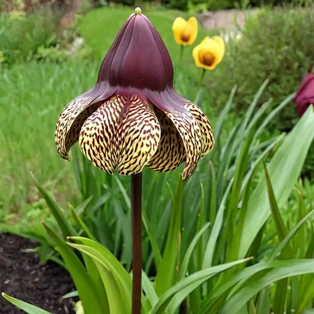 fritillaria plant ingrid-elias-style in a garden  <lora:ingrid_elias_style_v2:.7>