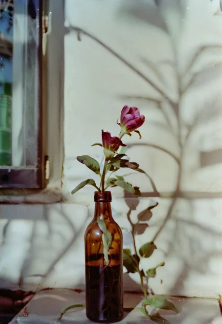 c41_hasselblad_portra400,  instagram photo,a bottle with a flower,  hard shadows, film grain