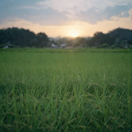 raw photograph,realistic,8k,detailed,rice field,close-up,scenery,blurry background,blurry foreground,no humans,<lora:Rice_field_r2:0.8>
