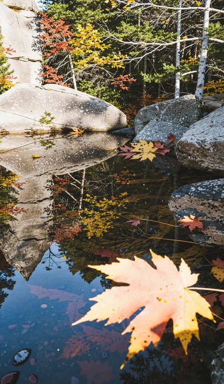 Killarney Provincial Park in Ontario in autumn, Canada, action shot, low angle, falling leaves, perfect composition, stunning, film grain, atmospheric, vibrant colors, reflections, gliastering light, water droplets, shadowplay, clean