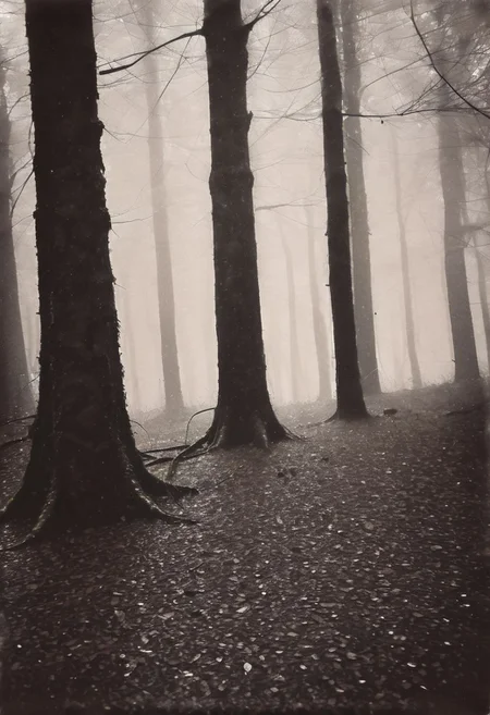 lith_argenta_beh1r, instagram photo, a rainy and foggy forrest, hard shadows, film grain