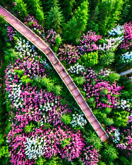 vertical perspective aerial photography, forest_walkway, flowers, pink way, <lora:sky:0.8>
