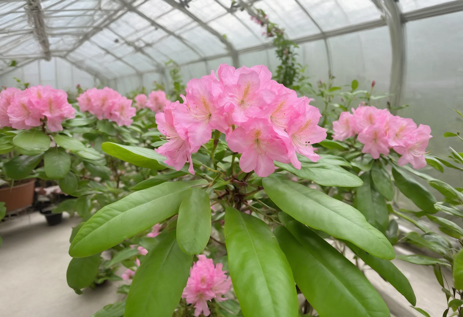 photo of fl0rRos1ta flower bush, in a futuristic greenhouse, advanced technology, holographic displays, sleek and clean, vibrant, ultra-HD, cinematic quality <lora:fl0rRos1ta_XL_epoch_8:0.8>