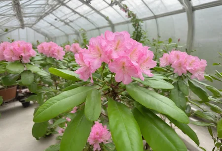 photo of fl0rRos1ta flower bush, in a futuristic greenhouse, advanced technology, holographic displays, sleek and clean, vibrant, ultra-HD, cinematic quality <lora:fl0rRos1ta_XL_epoch_8:0.8>