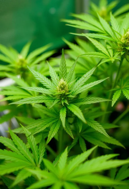 Growing cannabis for fun and profit
