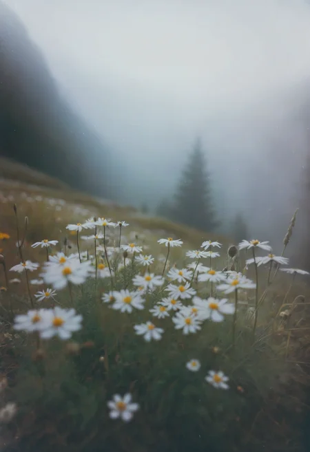 c41_zenit_kodakgold, instagram photo, a foggy mountain, wildflowers, herbs, soft shadows, film grain, insanely detailed, perfect composition, high resolution of detail, studio photo quality  <lora:c41_zenit_kodakgold_SDXL:1> <lora:add-detail-xl:1.5>
