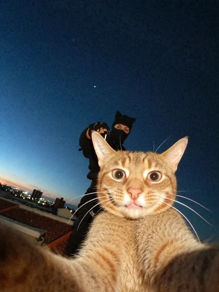 ninja cat takes selfie, standing on rooftop, stars in the sky, solo