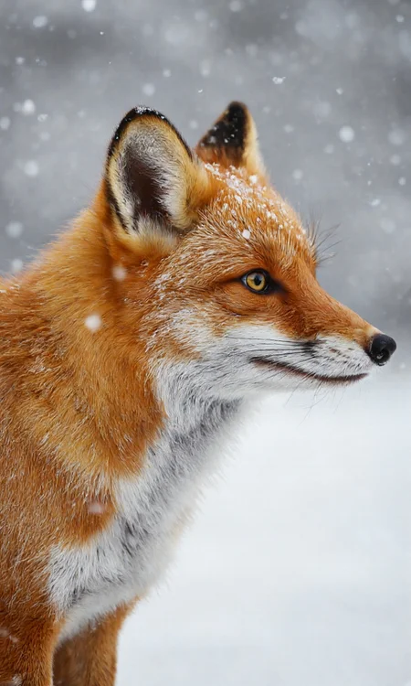 high-resolution photograph of a red fox taken in a snowy environment. The fox is shown in a close-up profile view, facing right, with its head slightly tilted upwards. Its fur is a rich, vibrant orange with a white patch on its chest and a white stripe running down its face. The fur appears soft and fluffy, with a texture that contrasts sharply with the snowflakes that are falling gently around it. The fox's ears are pointed and alert, covered in a light dusting of snow, and its eyes are a piercing yellow, adding to its alert and intelligent expression. The background is a soft, muted gray, likely indicating a snow-covered landscape, with snowflakes falling continuously, creating a serene and tranquil atmosphere. The overall composition of the image is focused on the fox, with the snowflakes and background providing a sense of depth and context. The photograph captures the natural beauty and serene elegance of the fox in its winter habitat., aidmaimageupgrader, aidmaMJ6.1