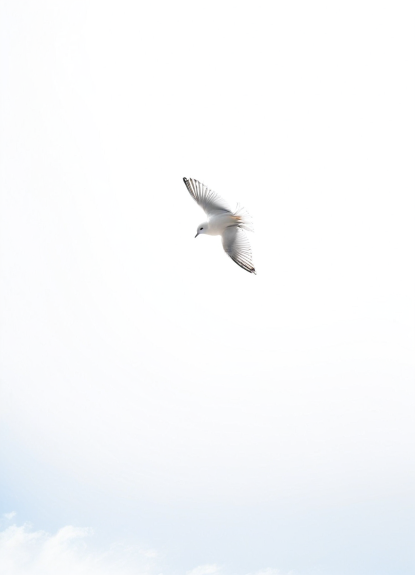 highkey, bird, white background, sky, wind,
 <lora:Highkey-SDXL:0.8>
