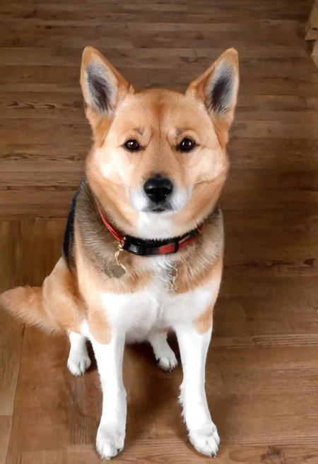 vector drawing, tshirt design, hyp3rd3tail style, Harley_D, full view, A dog called Harley, front view, oreilles dressées, proud, mélange de Berger Allemand et Shiba Inu, style of 5h1rt, perfect, Impeccable, Optimal, Supreme, montaign, sapins, digital,