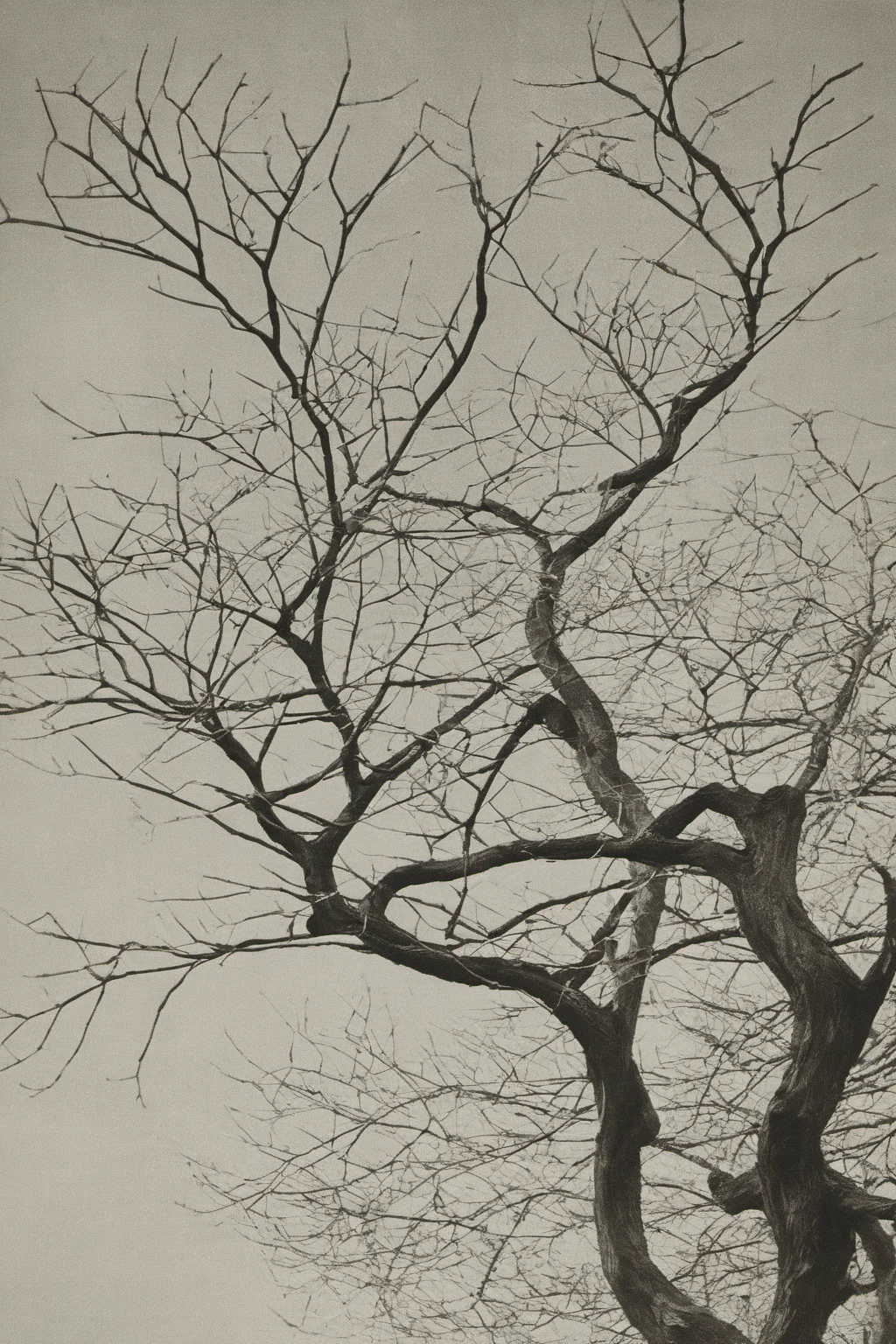 monochrome, traditional media,treeï¼ branches <lora:langjingshan-000005:0.9>